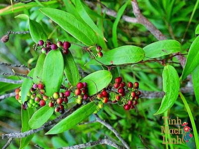 Top cách chữa bệnh tê bì chân tay bằng thảo dược tự nhiên hiệu quả nhất