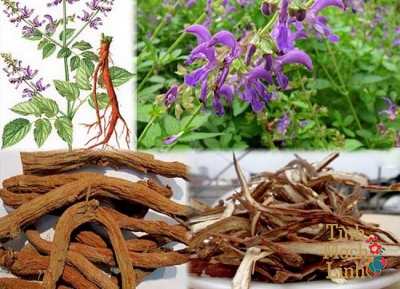 Đan Sâm loại thảo dược tốt cho bệnh lý về tĩnh mạch bạn nên biết 