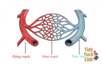 Động mạch, tĩnh mạch, mao mạch khác nhau như thế nào?