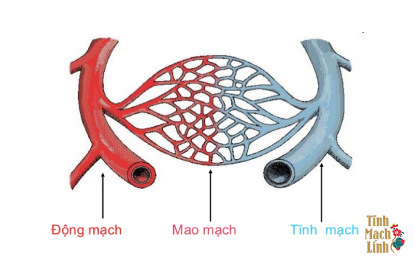 Động mạch, tĩnh mạch, mao mạch khác nhau như thế nào?